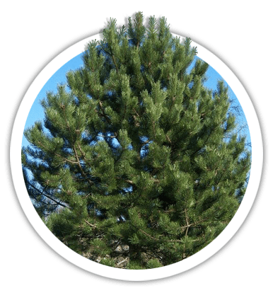 Сосна крымская / Pinus pallasiana